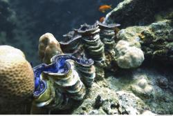 Photo Reference of Umbria Wingate Reef - Sudan